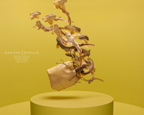 西班牙castor polux平面广告设计